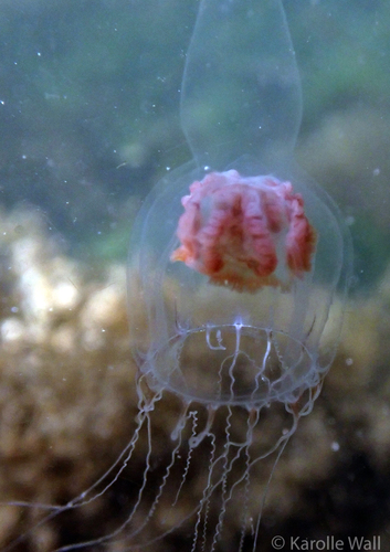 Representative image of Leuckartiara