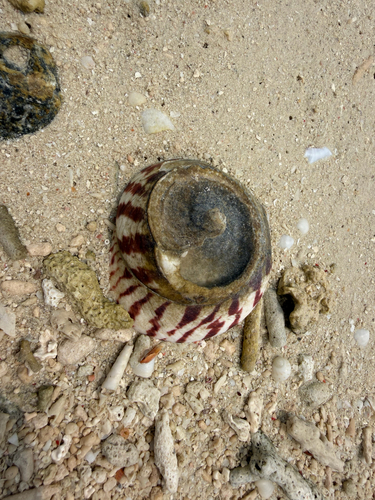 Trochus niloticus observed 2026-10-15