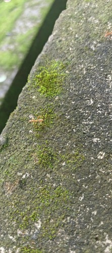 Asian Weaver Ant