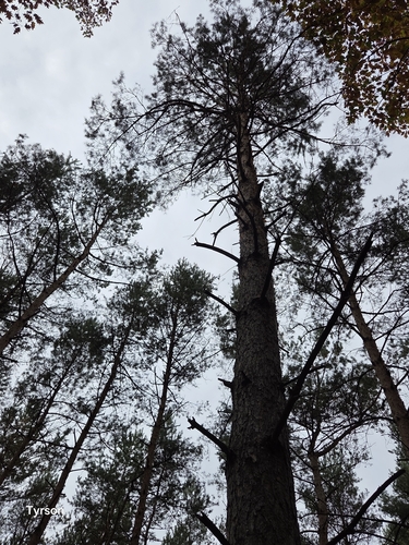 Scots pine
