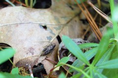 Tettigidea
