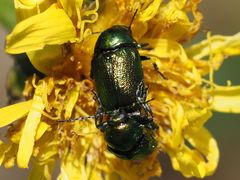 Cryptocephalus sericeus