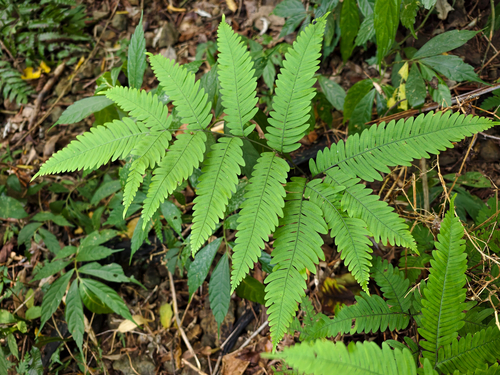Pteris fauriei observed 2026-10-15