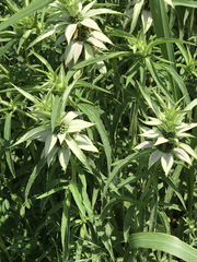Monarda punctata punctata