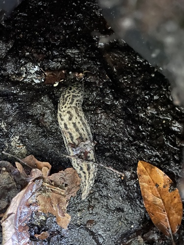 Leopard Slug