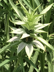 Monarda punctata punctata