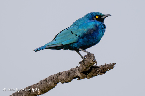 iNaturalist image