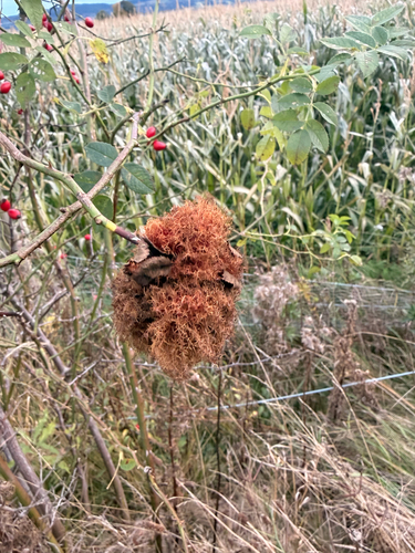 Mossy Rose Gall Wasp