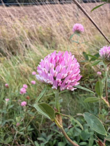 Red Clover