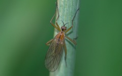 Empis stercorea