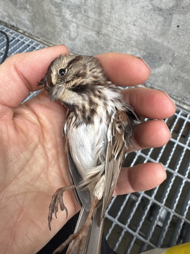 Song Sparrow