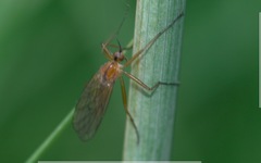 Empis stercorea