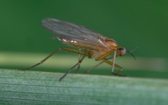 Empis stercorea