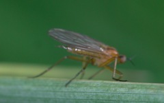 Empis stercorea