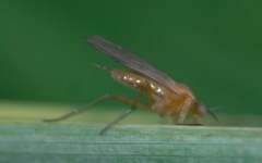 Empis stercorea