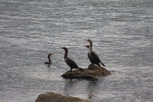 Double-crested Cormorant