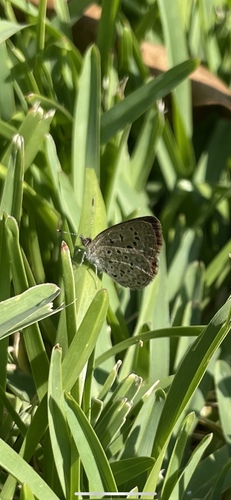African Grass Blue