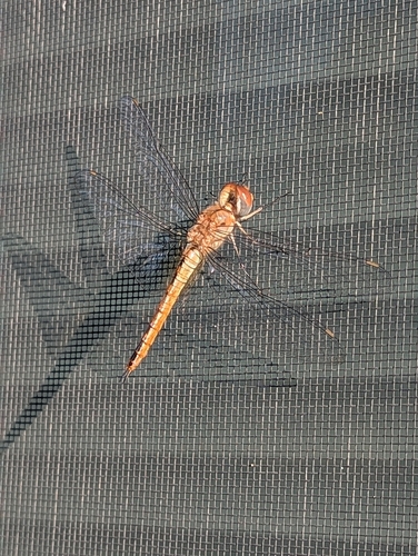 Wandering Glider