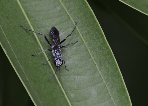 Chalybion bengalense observed 2026-10-15