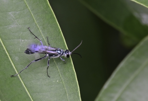 Chalybion bengalense observed 2026-10-15