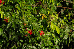 Passiflora quadriglandulosa
