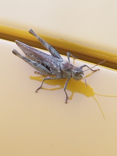 Chorthippus biguttulus, 2026-10-15