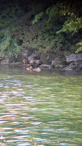 Red-crested Pochard