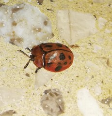 Chelymorpha cassidea