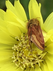 Schinia mitis