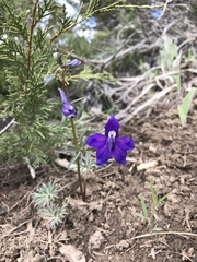 Delphinium bicolor