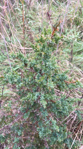 eastern redcedar