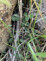 Desmodium varians