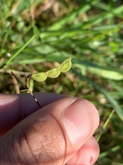 Desmodium varians