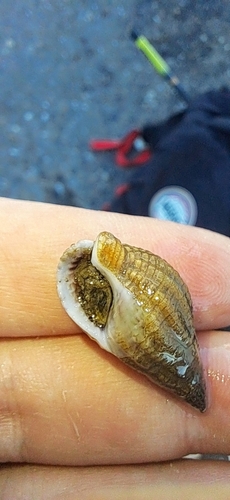 Tritia reticulata observed 2026-10-15