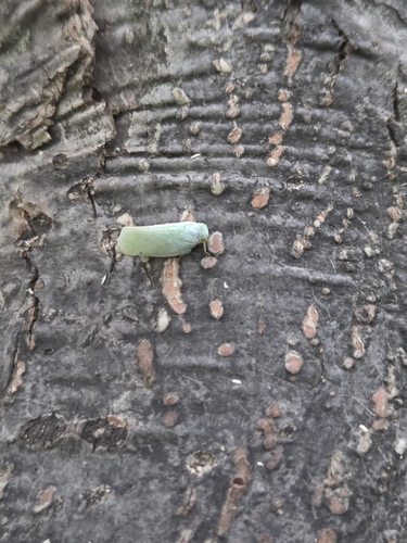 Northern Flatid Planthopper