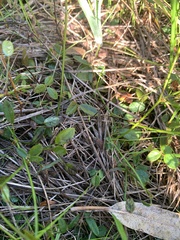 Desmodium varians