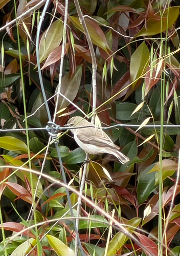Western Gerygone