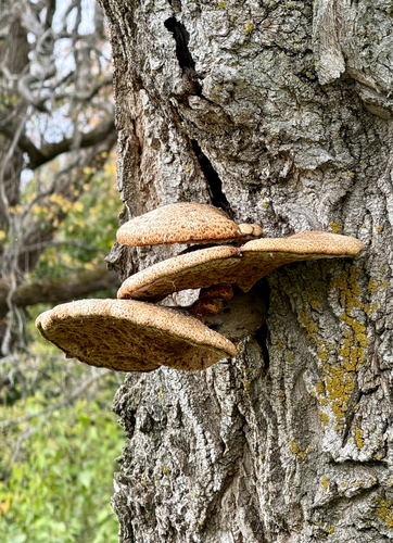 Dryad's Saddle