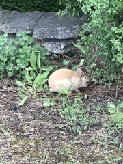 Oryctolagus cuniculus