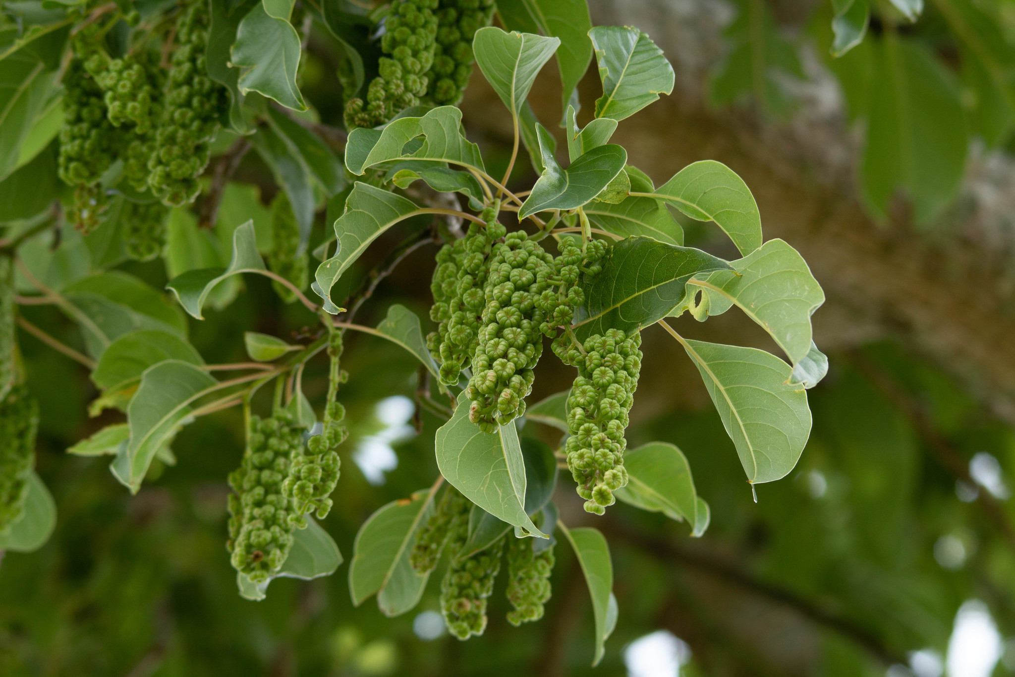 Phytolacca dioica