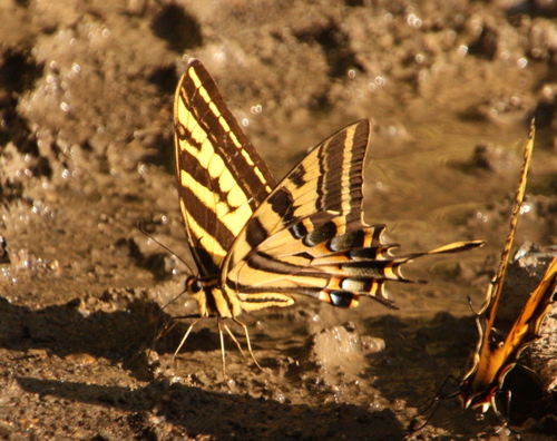 Pilumnus observed 2026-10-13