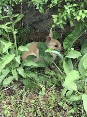 Oryctolagus cuniculus