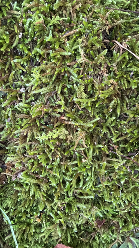 Bryoandersonia illecebra, 2026-10-15