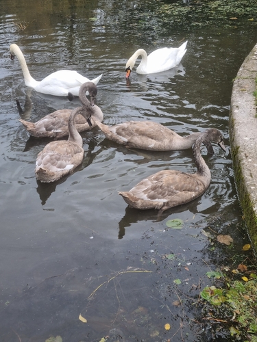 Mute Swan