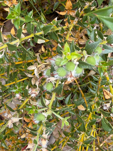 Gastrolobium epacridioides