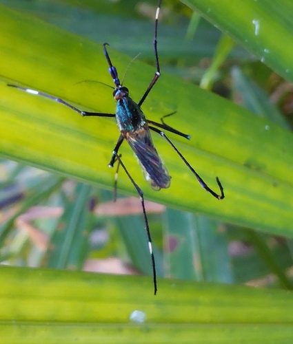 Toxorhynchites brevipalpis, 2026-10-15
