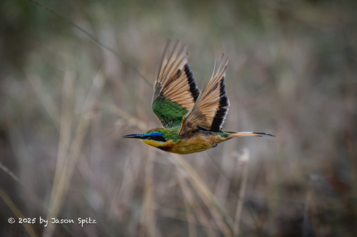 iNaturalist image