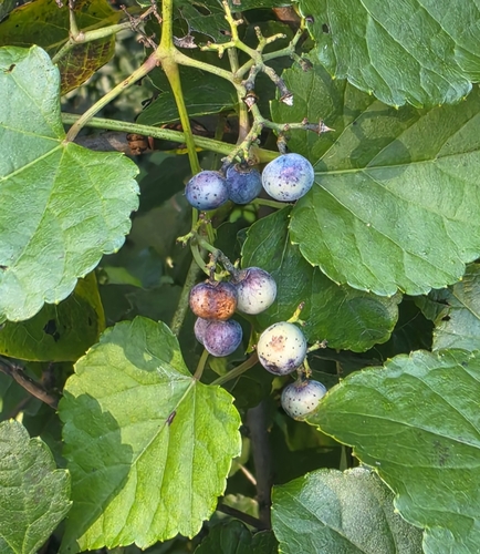 Porcelain Berry