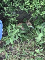 Oryctolagus cuniculus