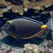 Pacific Orange-spine Unicornfish - Photo (c) DavidR.808, some rights reserved (CC BY-NC), uploaded by DavidR.808